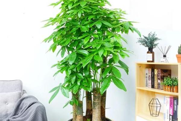 风水大师亲荐，家居摆放秘籍，财运亨通必备！