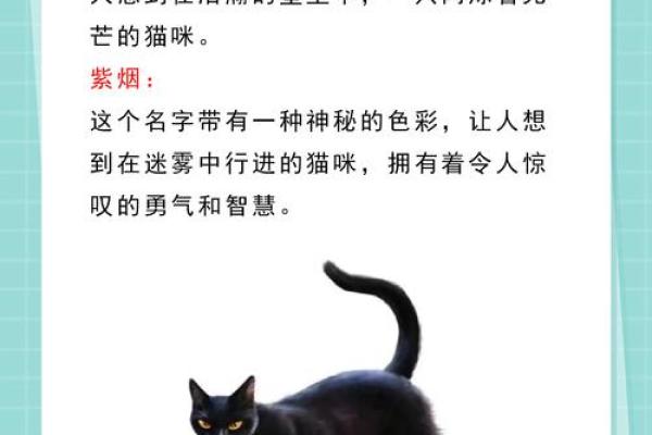 杨思彤：名字中的智慧与美好寓意