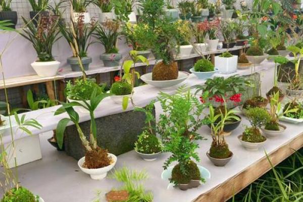 绿意盎然，总经理办公室风水植物的秘密武器