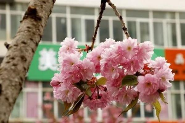 春林如梦，运势盎然——揭秘春林姓名的吉祥密码