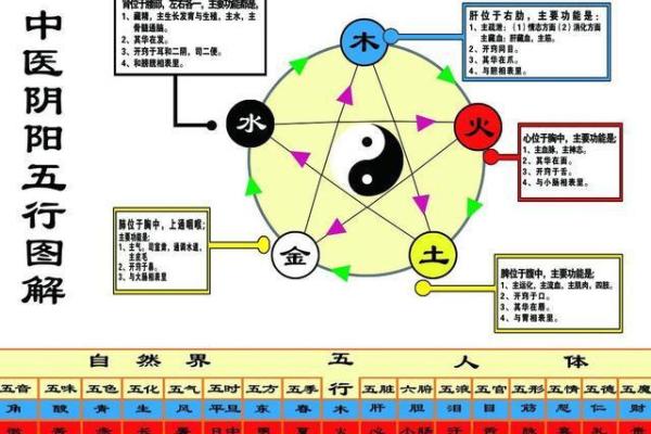 熊的五行属性解析：天地间的力量象征