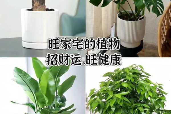 一招打造招财利器，轻松布局家居财运风水