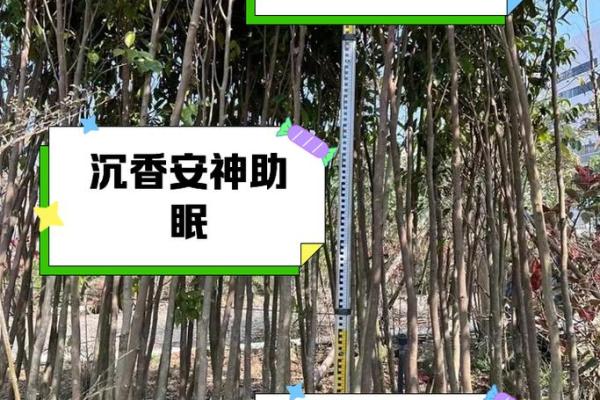 职场风水新潮流，沉香树办公室助你一臂之力！