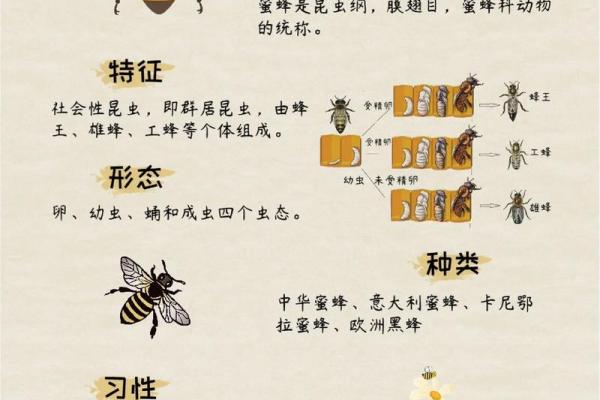 办公室风水秘籍：蜜蜂元素助你事业腾飞