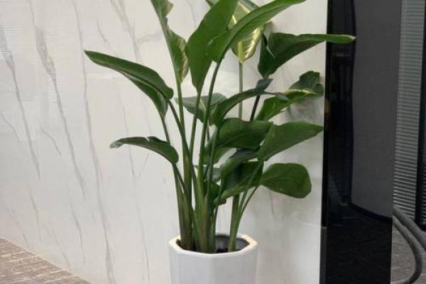 坎宫风水巧用绿植，花草布局提升家居运势