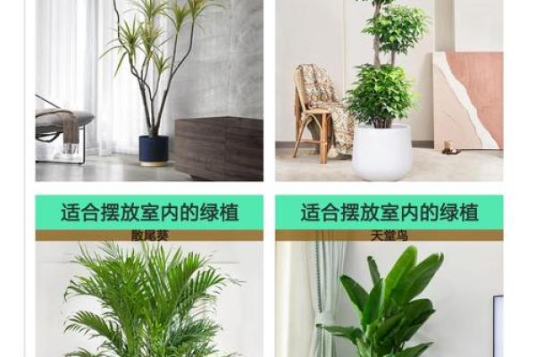 坎宫风水巧用绿植，花草布局提升家居运势