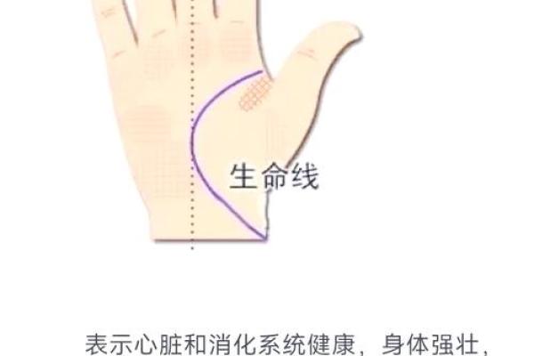 手相大鱼际的奥秘：掌握人生运势的神奇密码