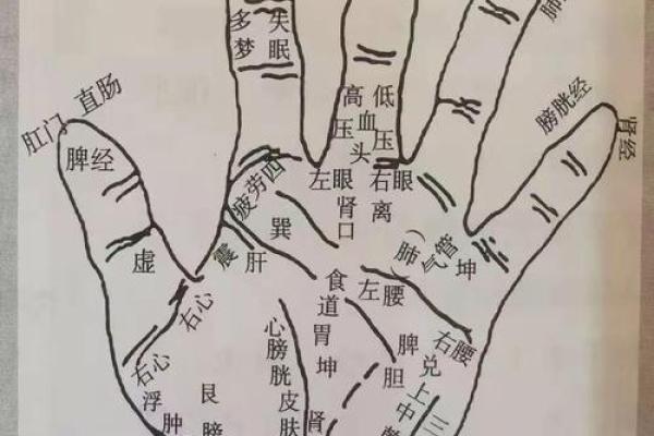 手相大鱼际的奥秘：掌握人生运势的神奇密码