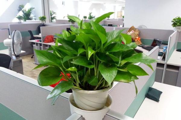 绿植风水秘籍：门朝向决定办公室运势