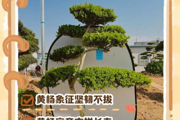 龙鳞黄杨在风水学中的独特作用与寓意解析
