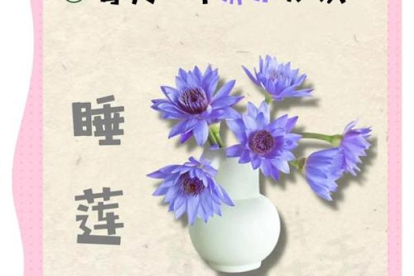 睡莲进办公室？揭秘四大风水禁忌，小心影响运势！