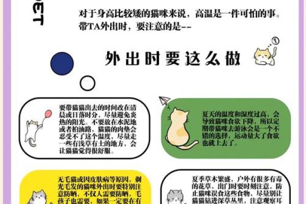 猫咪命理揭秘：养猫如何助你转运？