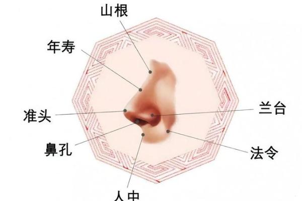 风水学中鼻子的象征意义与影响解析