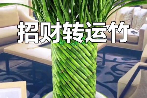 一盆转运竹，财运亨通，幸福生活从现在开始！