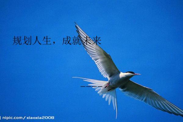 命运轮回：破解生辰八字，洞悉未来人生