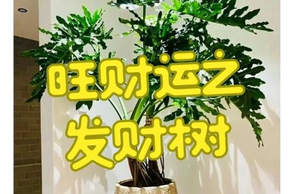 财运滚滚来，家居风水摆件秘籍大公开