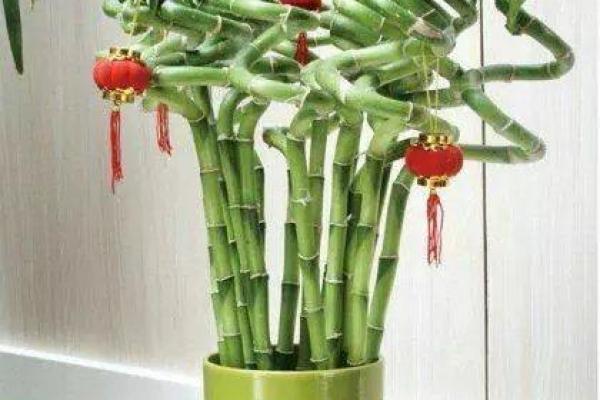 苏琦：智慧与美丽并存的吉祥名，未来运势无限光明