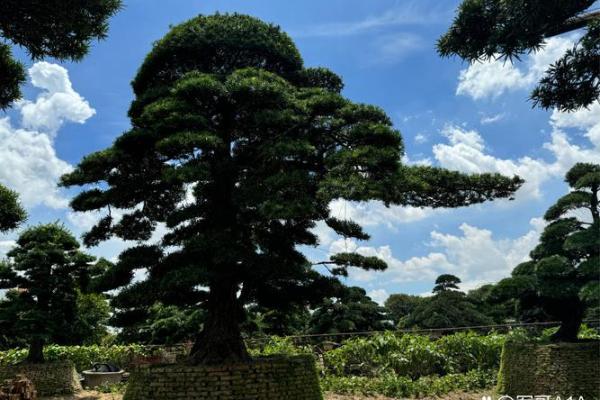 农村风水树盘点：5种助旺财运、健康长寿的树木