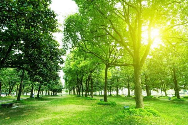 农村风水树盘点：5种助旺财运、健康长寿的树木