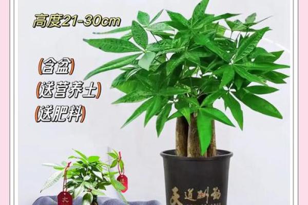 风水学中发财树的摆放技巧与注意事项