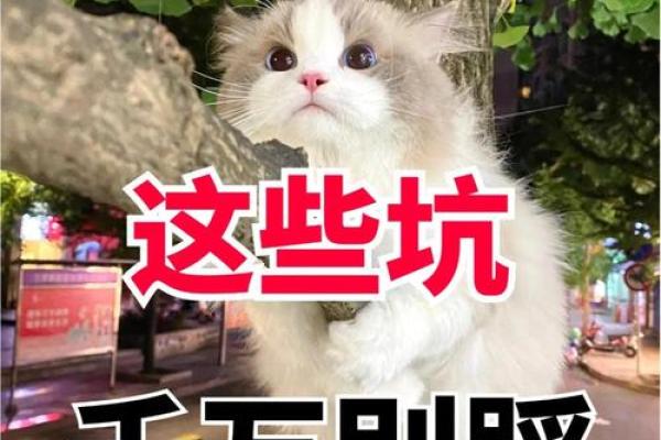 为公司宠物命名时要避免的常见误区