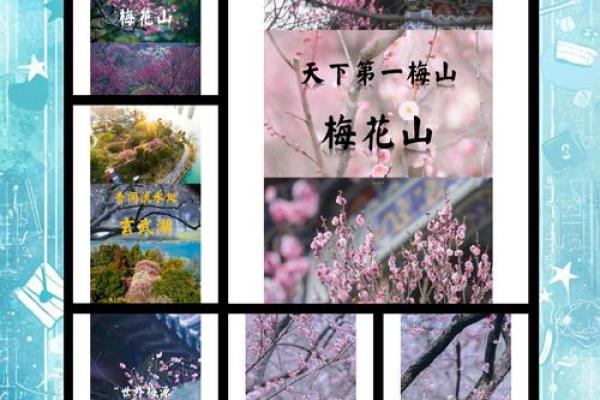 钟山梅花节：赏梅品茗，古韵悠长