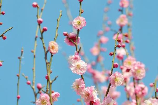 钟山梅花节：赏梅品茗，古韵悠长