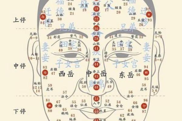 准头垂肉面相：财运亨通，福泽深厚之相