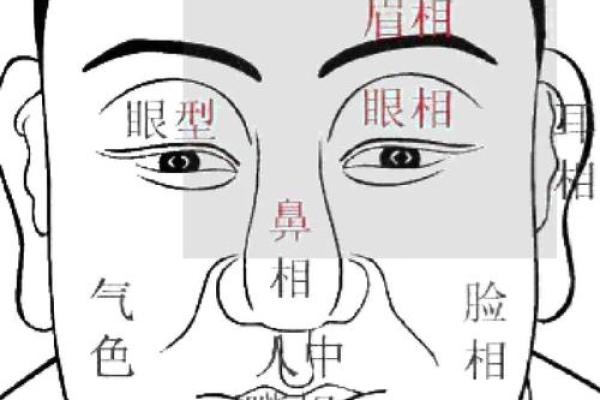 准头垂肉面相：财运亨通，福泽深厚之相