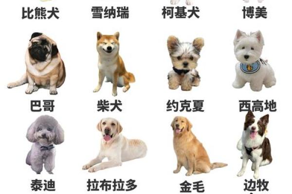 最适合狗狗的可爱名字推荐，让你的宠物与众不同
