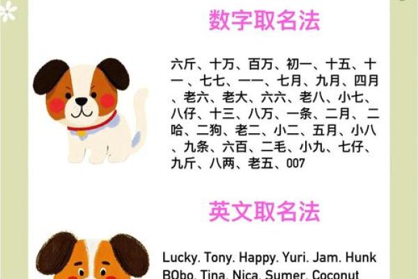 最适合狗狗的可爱名字推荐，让你的宠物与众不同