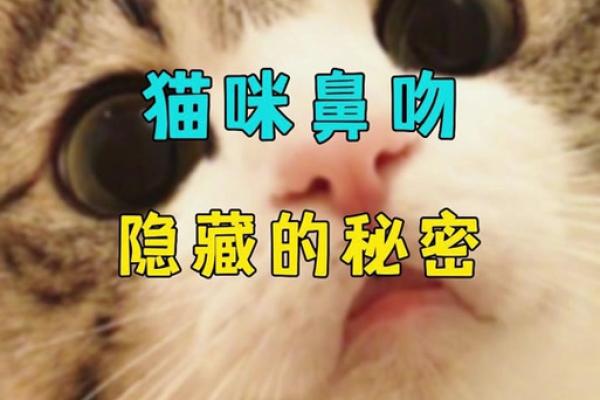 鼻子下面，揭秘隐藏的秘密！