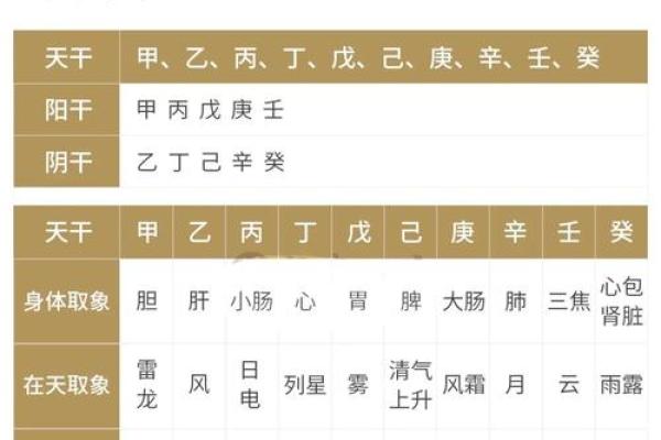 天干地支智慧：揭秘十二地支与人体脏腑的秘密