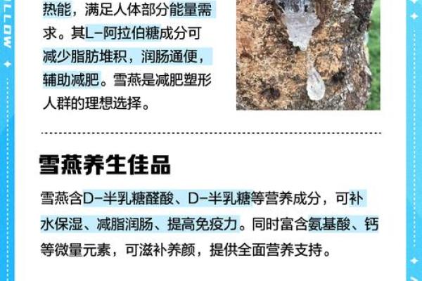 探索雪珍名字的独特魅力与象征意义