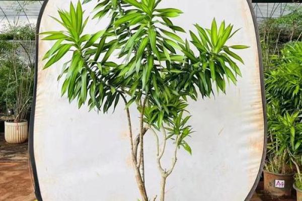 庭院风水秘法：轻松摆放招财旺运风水宝物