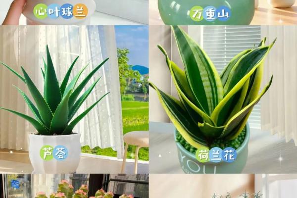 打造旺财风水办公室：这些植物你一定要种！