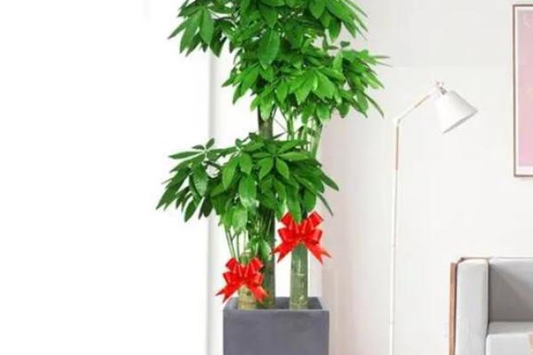 打造旺财风水办公室：这些植物你一定要种！