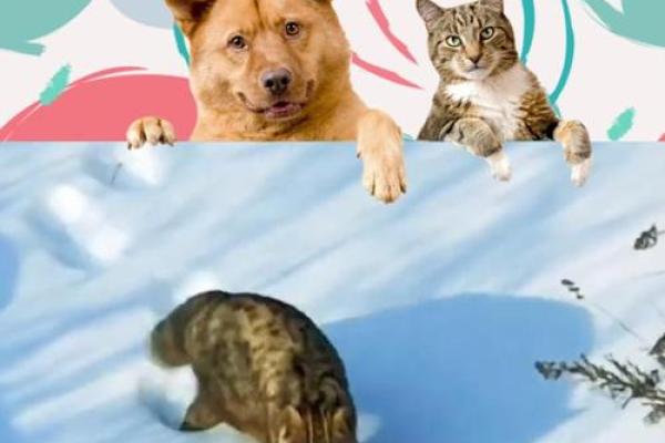 姓猫的故事：如何为猫姓人物取个与众不同的名字