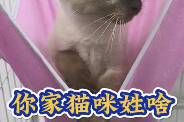 姓猫的故事：如何为猫姓人物取个与众不同的名字