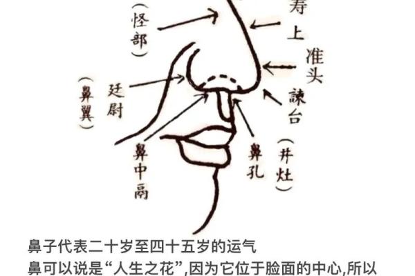 揭秘：鼻子形状影响运势，你的鼻子运势如何？