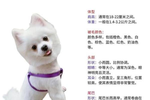 适合博美狗狗的创意名字大全，给你的宠物取个特别的名字