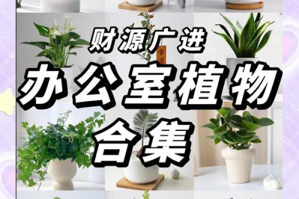 职场风水宝典，让办公室焕发生机与活力