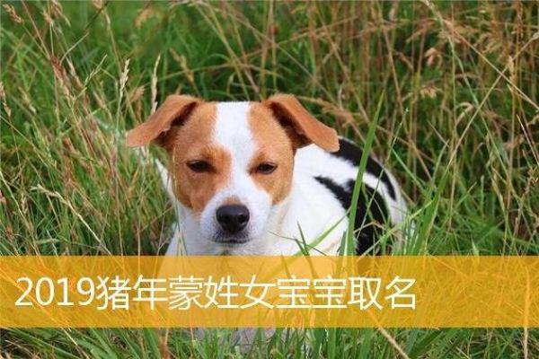 猪年出生女孩名字精选