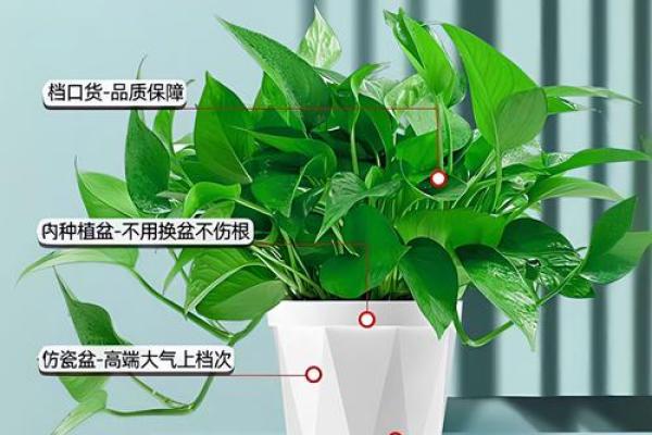 绿箩风水学的作用与正确摆放方法