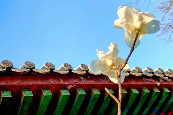 石心雨：静谧如雨，坚毅如石，命运之花悄然绽放