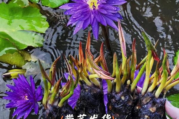 闫夏：阳光灿烂，夏花绚烂，命运璀璨如星辰