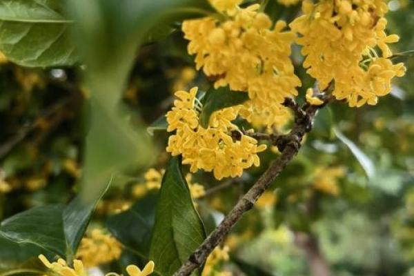桂花飘香风水宝：如何利用桂花旺运旺家