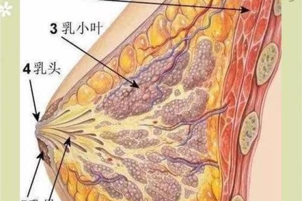 乳晕璀璨，面相神秘：揭秘女性独特魅力之谜
