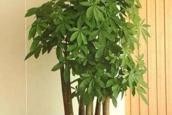 汕头家居风水大师排行榜出炉，快来看看你的家居风水如何？