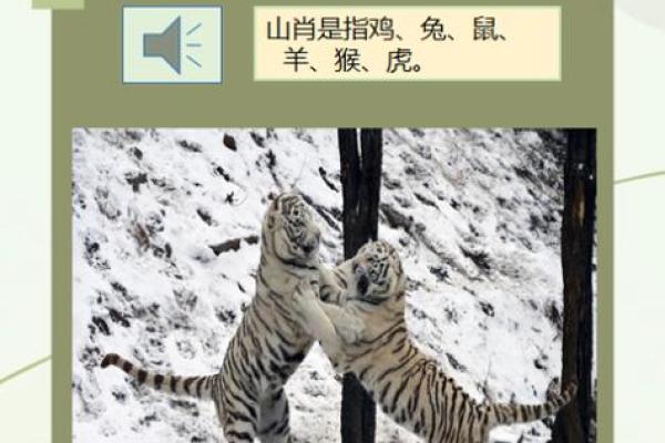 地支力量：揭秘生肖性格与命运之间的神秘联系